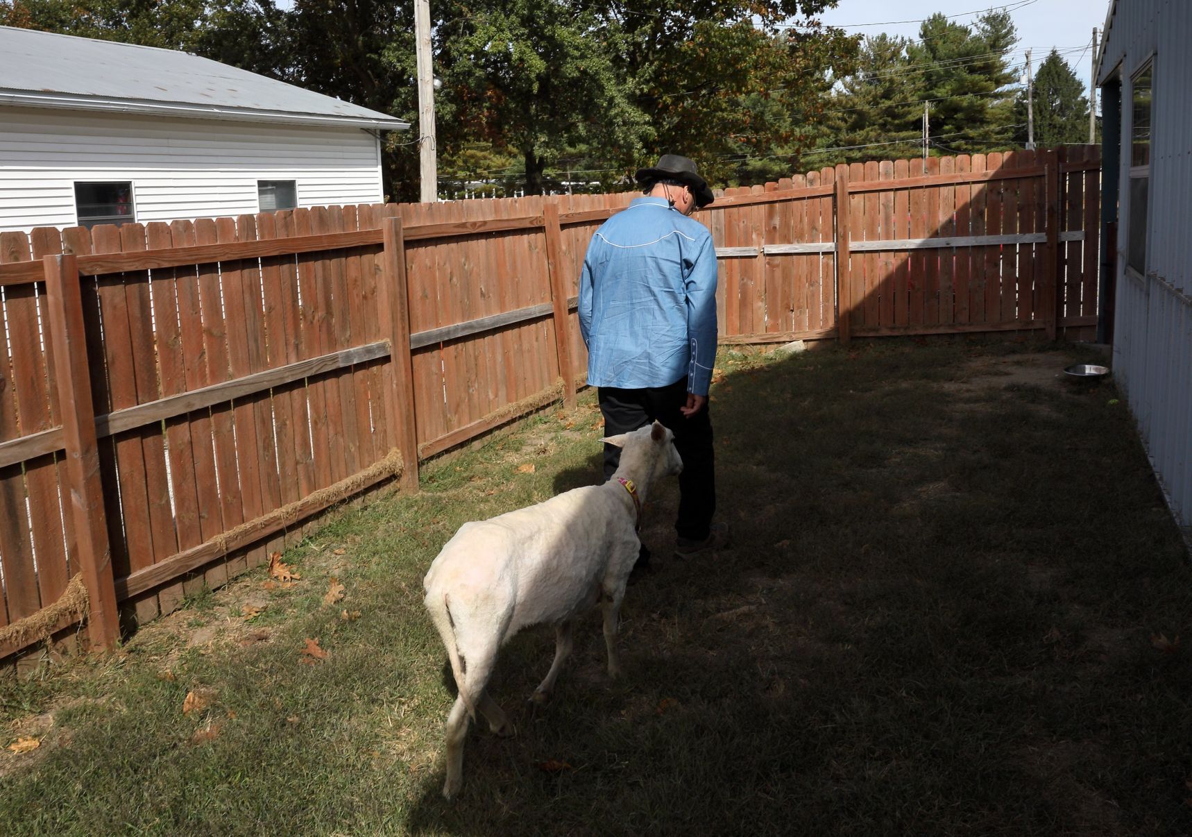 Mary Jane, formerly Shrek the sheep, adopted